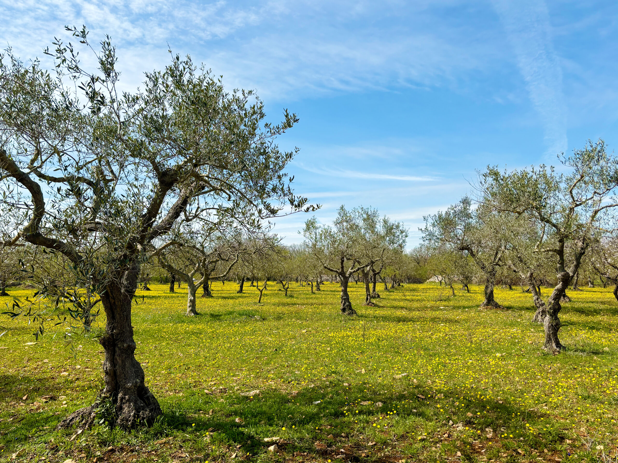 Adopt an olive tree in Italy, Olive tree adoption Italy, Own an olive tree in Puglia, Italian olive tree gift, Sustainable olive oil Italy, Organic olive oil from Italy, Olive tree adoption program, Gift an olive tree, Eco-friendly gifts Italy, Extra virgin olive oil direct from farm, Support sustainable farming Italy, Green gift ideas, Adopt a tree for sustainability, Personalized olive tree adoption.