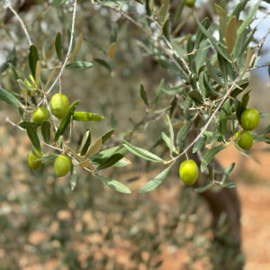 Adopt an olive tree in Italy, Olive tree adoption Italy, Own an olive tree in Puglia, Italian olive tree gift, Sustainable olive oil Italy, Organic olive oil from Italy, Olive tree adoption program, Gift an olive tree, Eco-friendly gifts Italy, Extra virgin olive oil direct from farm, Support sustainable farming Italy, Green gift ideas, Adopt a tree for sustainability, Personalized olive tree adoption.