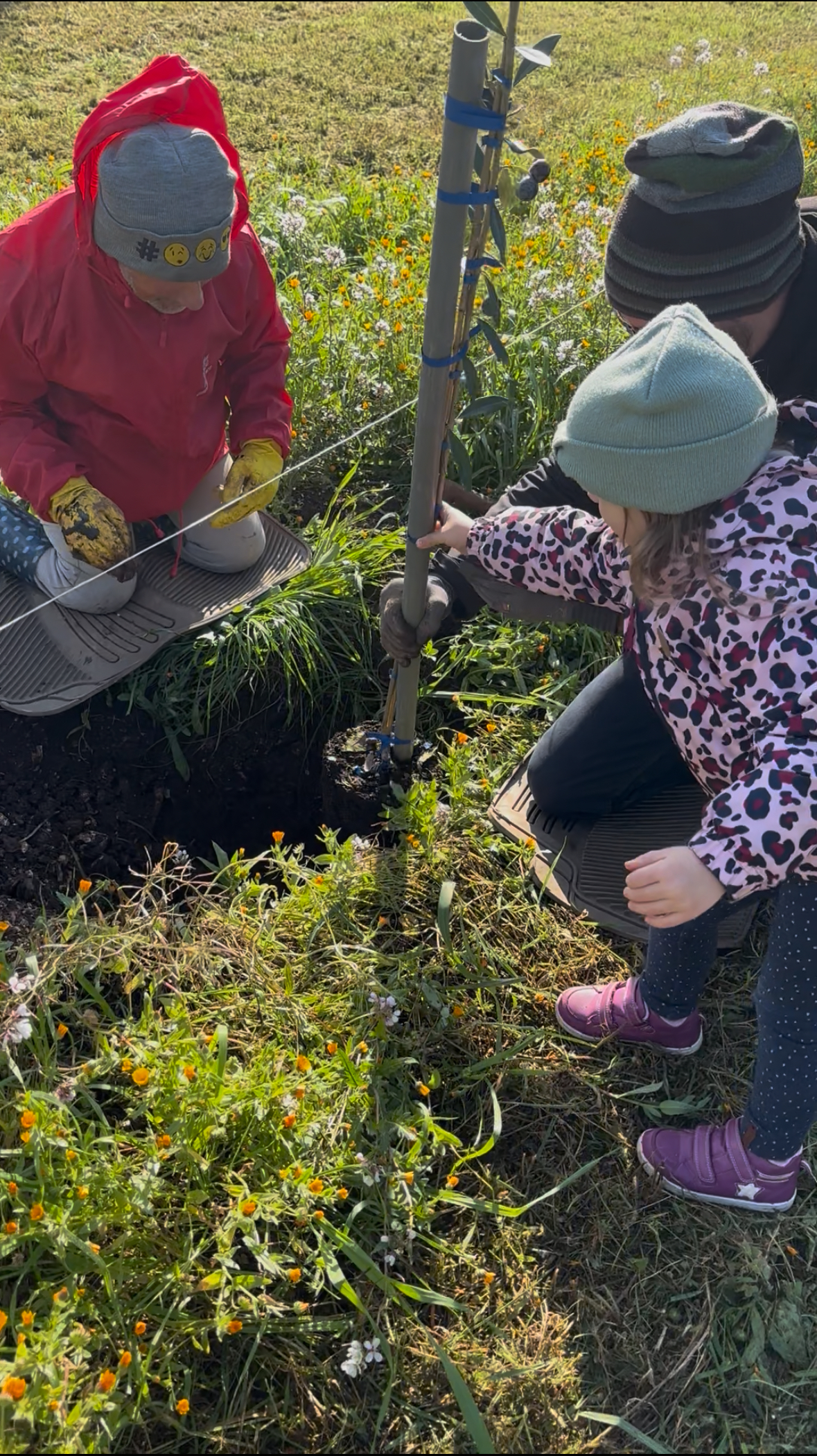 Adopt an olive tree in Italy, Olive tree adoption Italy, Own an olive tree in Puglia, Italian olive tree gift, Sustainable olive oil Italy, Organic olive oil from Italy, Olive tree adoption program, Gift an olive tree, Eco-friendly gifts Italy, Extra virgin olive oil direct from farm, Support sustainable farming Italy, Green gift ideas, Adopt a tree for sustainability, Personalized olive tree adoption.
