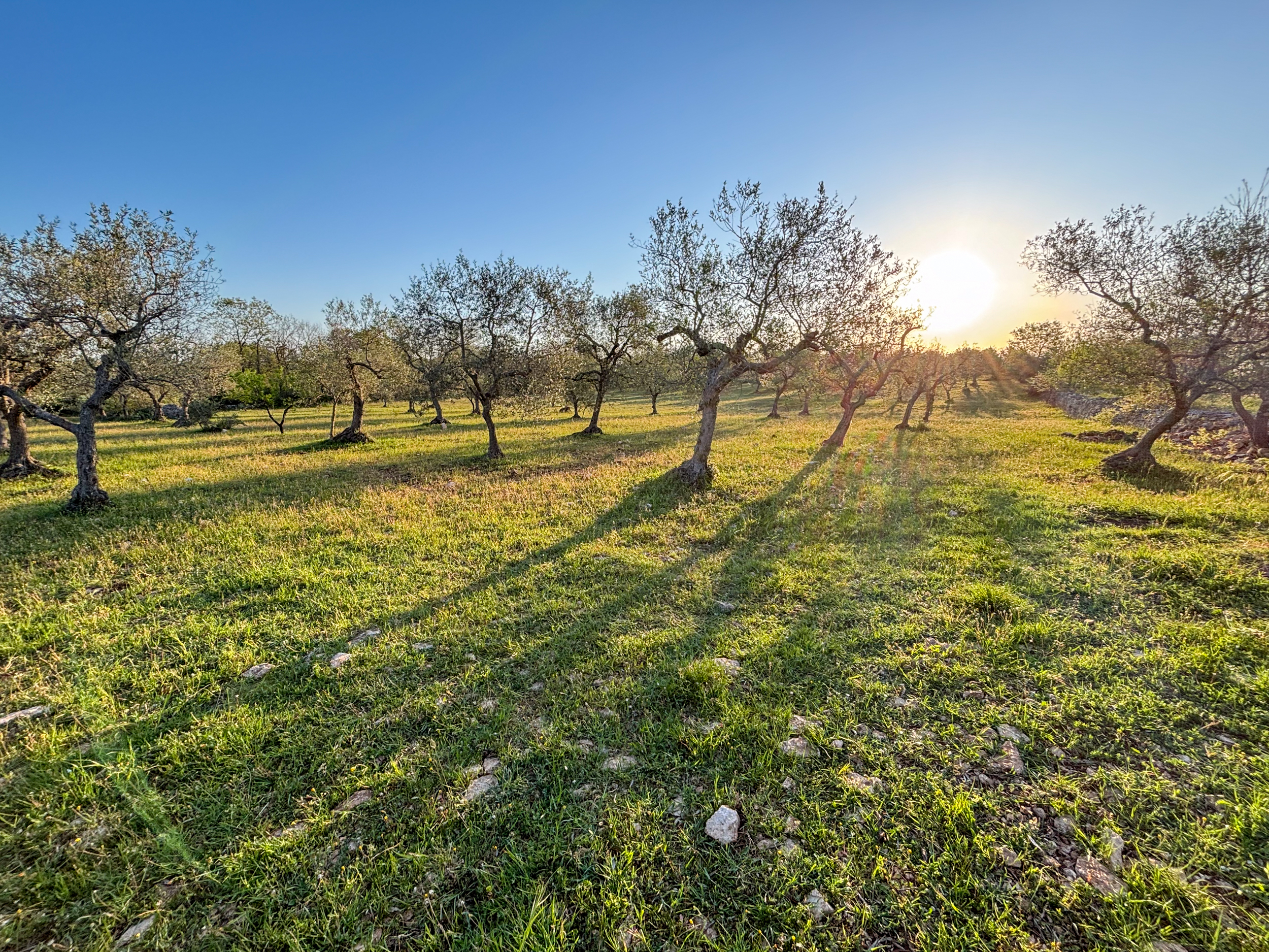 Adopt an olive tree in Italy, Olive tree adoption Italy, Own an olive tree in Puglia, Italian olive tree gift, Sustainable olive oil Italy, Organic olive oil from Italy, Olive tree adoption program, Gift an olive tree, Eco-friendly gifts Italy, Extra virgin olive oil direct from farm, Support sustainable farming Italy, Green gift ideas, Adopt a tree for sustainability, Personalized olive tree adoption.