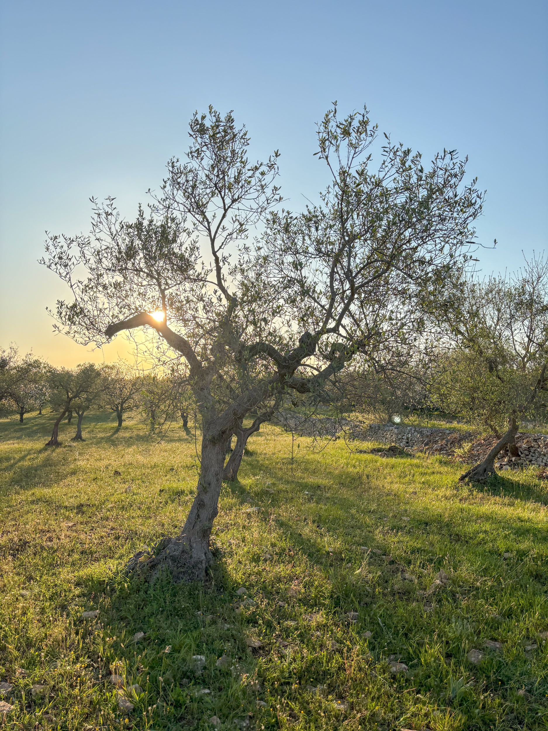 Adopt an olive tree in Italy, Olive tree adoption Italy, Own an olive tree in Puglia, Italian olive tree gift, Sustainable olive oil Italy, Organic olive oil from Italy, Olive tree adoption program, Gift an olive tree, Eco-friendly gifts Italy, Extra virgin olive oil direct from farm, Support sustainable farming Italy, Green gift ideas, Adopt a tree for sustainability, Personalized olive tree adoption.