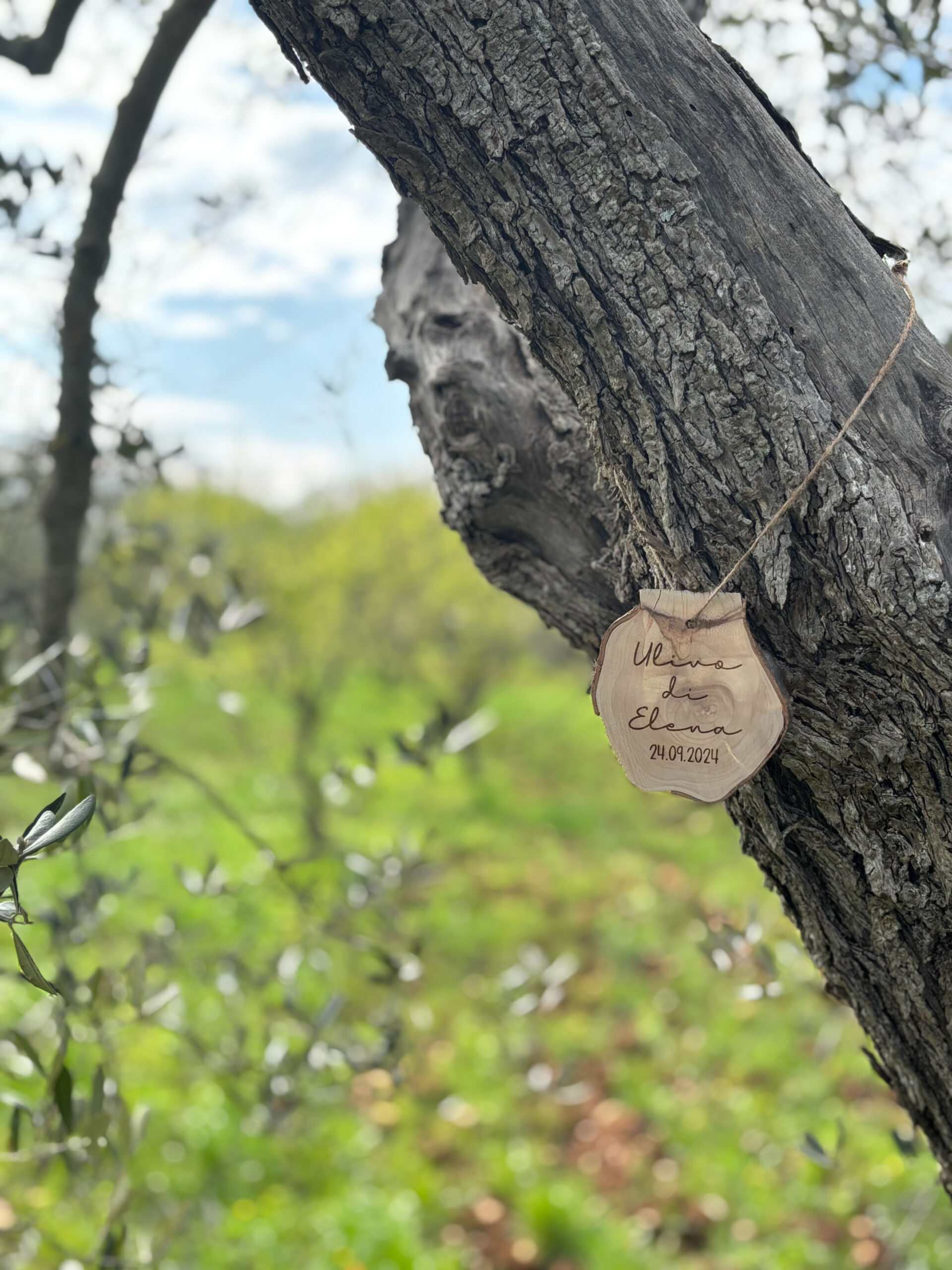 Adopt an olive tree in Italy, Olive tree adoption Italy, Own an olive tree in Puglia, Italian olive tree gift, Sustainable olive oil Italy, Organic olive oil from Italy, Olive tree adoption program, Gift an olive tree, Eco-friendly gifts Italy, Extra virgin olive oil direct from farm, Support sustainable farming Italy, Green gift ideas, Adopt a tree for sustainability, Personalized olive tree adoption.