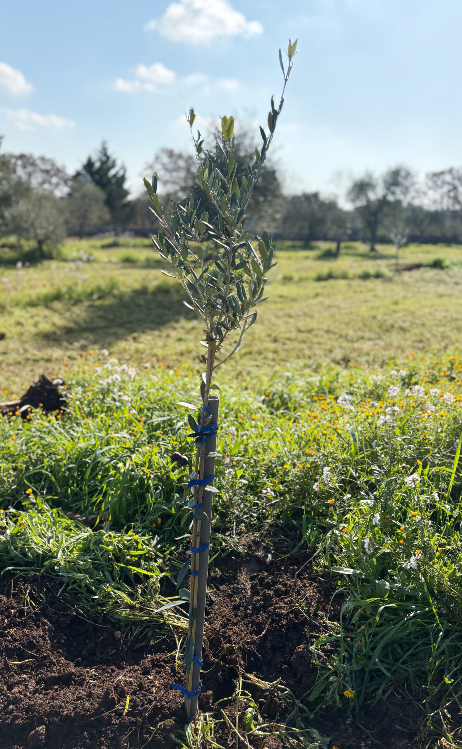 Adopt an olive tree in Italy, Olive tree adoption Italy, Own an olive tree in Puglia, Italian olive tree gift, Sustainable olive oil Italy, Organic olive oil from Italy, Olive tree adoption program, Gift an olive tree, Eco-friendly gifts Italy, Extra virgin olive oil direct from farm, Support sustainable farming Italy, Green gift ideas, Adopt a tree for sustainability, Personalized olive tree adoption.
